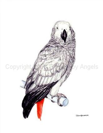 Congo_African_Grey_Parrot_I.jpg - Congo African Grey Ptint