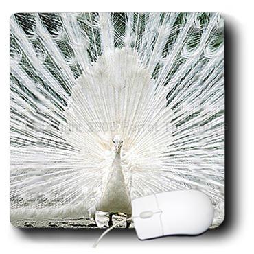 peacockMouse-Pad-578.jpg - White Peacock Mouse Pad