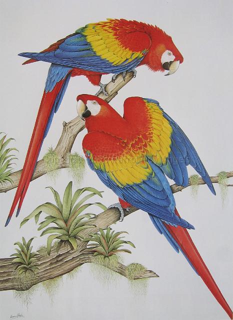 scarlets2.jpg - "Scarlet Macaws" by Eric Peake