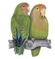 Pins-Lovebirds.jpg