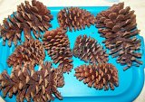 sanitized+pine+cones
